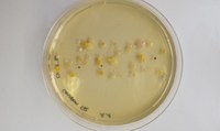 Lebensmittelmikrobiologie und -hygiene