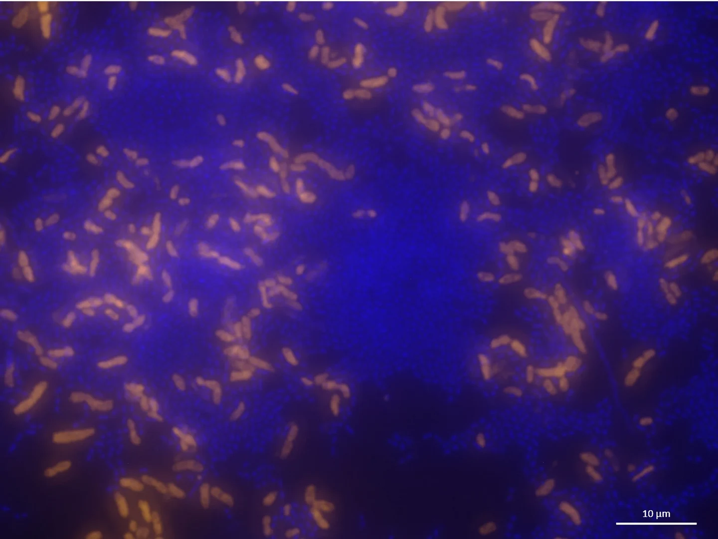 Vibrio campbellii Autoinducer-2 Quorum Sensing Reportersystem