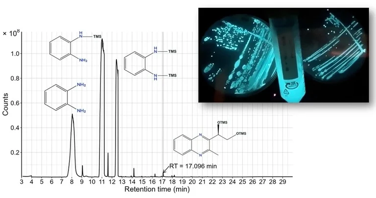 AI-2 detection