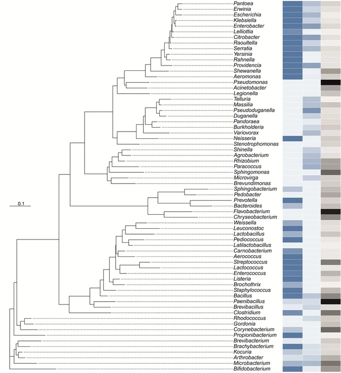 phylogenetic tree